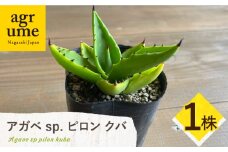 アガベ sp. ピロン クバ 1株 Agave sp pilon kuba 長与町/アグリューム [EAI203]