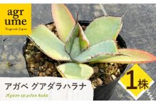 アガベ グアダラハラナ 1株 Agave guadalajarana 長与町/アグリューム [EAI204]