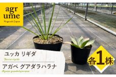 ユッカ リギダ ＆ アガベ グアダラハラナ Yucca rigida ＆ Agave guadalajarana 各1株 長与町/アグリューム [EAI205]