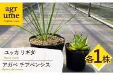 ユッカ リギダ ＆ アガベ チアペンシス 各1株 Yucca rigida ＆ Agave chiapensis 長与町/アグリューム [EAI206]