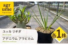 アデニウム アラビカム ＆ ユッカ リギダ 各1株 Adenium arabicum ＆ Yucca rigida 長与町/アグリューム [EAI207]