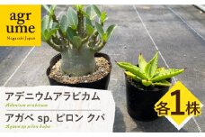 アデニウム アラビカム ＆ アガベ sp. ピロン クバ 各1株 Adenium arabicum ＆ Agave sp pilon kuba 長与町/アグリューム [EAI208]