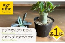アデニウム アラビカム & アガベ グアダラハラナ Adenium arabicum ＆ Agave guadalajarana 各1株 長与町/アグリューム [EAI210]