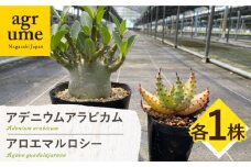 アデニウム アラビカム ＆ アロエ マルロシー 各1株 Adenium arabicum ＆ Aloe marlothii 長与町/アグリューム [EAI211]