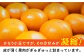 盛田 もりた みかん 柑橘 果物 くだもの フルーツ 季節限定 希少 温州みかん ミカン 5kg 産地直送 長崎県産 長与町