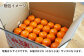 盛田 もりた みかん 柑橘 果物 くだもの フルーツ 季節限定 希少 温州みかん ミカン 5kg 産地直送 長崎県産 長与町