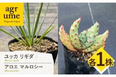 ユッカ リギダ ＆ アロエ マルロシー 各1株　長与町/アグリューム　 Yucca rigida ＆ Aloe marlothii 長与町/アグリューム [EAI219]