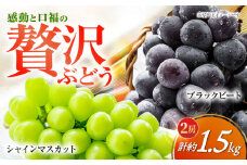 シャインマスカット＆ブラックビート 2房（約1.5kg） 【2025年8月中旬から順次発送】大粒シャインマスカット＆ブラックビート 長与/JAじげもん長与直売所 [EAF007] シャインマスカット しゃいんますかっと マスカット ますかっと 大粒 食べ比べ 甘い 産地直送 先行予約 長崎県産 フルーツ 果物 くだもの 食感