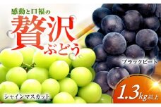 【先行予約：2026年8月中旬～発送】シャインマスカット＆ブラックビート 計1.3kg以上 長与/JAじげもん長与直売所 [EAF007] シャインマスカット しゃいんますかっと マスカット ますかっと 大粒 食べ比べ 甘い 産地直送 先行予約 長崎県産 フルーツ 果物 くだもの 食感