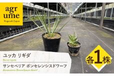 ユッカ リギダ ＆ サンセベリア ボンセレンシスドワーフ 各1株 Yucca rigida ＆ sansevieria boncellensis dwarf 長与町/アグリューム　 [EAI220]