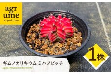 ギムノカリキウム ミハノビッチ 1株 Gymnocalycium mihanovichii 長与町/アグリューム [EAI222]
