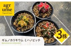ギムノカリキウム ミハノビッチ 3株 Gymnocalycium mihanovichii 長与町/アグリューム [EAI223]