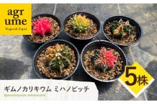 ギムノカリキウム ミハノビッチ 5株 Gymnocalycium mihanovichii 長与町/アグリューム [EAI224]