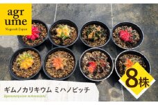 ギムノカリキウム ミハノビッチ 8株 Gymnocalycium mihanovichii 長与町/アグリューム [EAI225]
