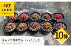 ギムノカリキウム ミハノビッチ 10株 Gymnocalycium mihanovichii 長与町/アグリューム [EAI226]