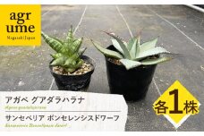サンセベリア ボンセレンシスドワーフ ＆ アガベ グアダラハラナ 各1株 sansevieria boncellensis dwarf ＆ Agave guadalajarana 長与町/アグリューム [EAI237]
