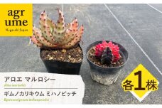 ギムノカリキウム ミハノビッチ ＆ アロエ マルロシー 各1株 Gymnocalycium mihanovichii & Aloe marlothii 長与町/アグリューム [EAI241]
