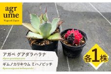 ギムノカリキウム ミハノビッチ ＆ アガベ グアダラハラナ 各1株 Gymnocalycium mihanovichii & Agave guadalajarana 長与町/アグリューム [EAI242]