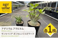 サンセベリア ボンセレンシスドワーフ ＆ アデニウム アラビカム 各1株 sansevieria boncellensis dwarf & Adenium arabicum 長与町/アグリューム [EAI244]