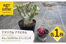 ギムノカリキウム ミハノビッチ ＆ アデニウム アラビカム 各1株 Gymnocalycium mihanovichii  & Adenium arabicum 長与町/アグリューム [EAI245]