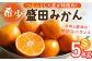 みかん 柑橘 果物 くだもの フルーツ 季節限定 先行予約 数量限定 希少 稀少 温州みかん ミカン 5kg