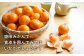 みかん 柑橘 果物 くだもの フルーツ 季節限定 先行予約 数量限定 希少 稀少 温州みかん ミカン 5kg
