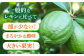 【長崎県長与町産】璃の香 （ りのか ） 約3kg レモン
