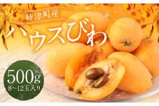 長崎 高級ハウスびわ 500g 化粧箱入り 枇杷【初夏の風物詩】【2025年4月上旬～4月下旬迄発送予定】 びわ 枇杷 果物 フルーツ 贈り物 ギフト