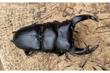 国産 オオクワガタ オス・メス ペア 70mmUP クワガタ 昆虫