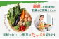 野菜のプロ40年が届ける こだわり野菜セット！ 7～8品目 詰め合わせ