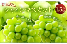 長崎県産 シャインマスカット 約1.5kg ぶどう フルーツ【2025年8月下旬‐9月下旬迄発送予定】