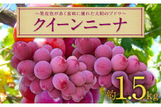 長崎県産 クイーンニーナ 約1.5kg ぶどう 果物 くだもの フルーツ 【2025年9月上旬-9月下旬迄発送予定】