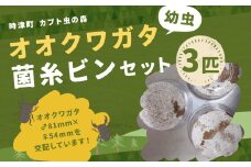 オオクワガタ幼虫 菌糸ビンセット 3匹 昆虫 クワガタ 飼育