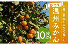 【訳あり】 太陽と潮風を浴びて育った 長崎県時津町産 温州みかん 約10kg 【2024年12月上旬～2025年2月下旬迄発送予定】