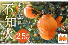 【数量限定】 少量オススメ！木なり 完熟不知火 約2.5㎏【2025年3月上旬～4月上旬迄発送予定】 フルーツ 蜜柑 柑橘 果物 不知火