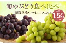 ご家庭用 旬のぶどう食べ比べ 完熟巨峰 シャインマスカット 詰め合わせ 計5パック 約1.5kg 【2025年8月下旬～9月下旬迄発送予定】ぶどう 葡萄 ブドウ 果物 フルーツ