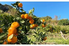 【訳あり】【数量限定】長崎県時津町産 青島温州みかん 約10kg【2024年12月下旬-2025年1月下旬発送予定】果物 くだもの フルーツ みかん ミカン 蜜柑 柑橘 温州みかん