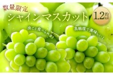 長崎県産 シャインマスカット 約1.2kg ぶどう フルーツ【2025年8月下旬‐9月下旬迄発送予定】
