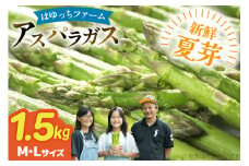 アスパラ アスパラガス 夏芽アスパラガス 1.5kg M L サイズ混合 [はゆっちFARM 長崎県 東彼杵町 hs42bag360005] アスパラ あすぱら 新鮮 夏
