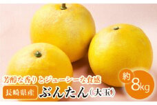 【数量限定】ぶんたん 大玉 約8kg【長崎ぶんたんの会 】[OAF001] / ぶんたん 柑橘 完熟 贈答 ギフト ミカン 柑橘 果物  フルーツ 文旦 柑橘 ブンタン かんきつ 柑橘類 カンキツ 蜜柑 みかん