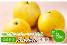 【数量限定】ぶんたん 中玉 約8kg【長崎ぶんたんの会】[OAF002] / ぶんたん 柑橘 完熟 贈答 ギフト ミカン 柑橘 果物  フルーツ 文旦 柑橘 ブンタン かんきつ 柑橘類 カンキツ 蜜柑 みかん