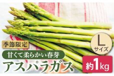 【先行受付】【数量限定】甘くて柔らかい春芽 アスパラガス Lサイズ 約1.0kg【さつき農園】[OBD002] / グリーンアスパラガス あすぱら ヤサイ 野菜 旬野菜 春野菜 アスパラガス アスパラ お弁当 おかず 春芽 はるめ アスパラベーコン 栄養 野菜 やさい ヤサイ 春野菜