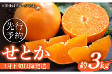 【先行予約】弾力があり甘い！せとか長崎県産 約3kg【田崎FARM】[OCU002] / 柑橘 セトカ せとか みかん せとか 柑橘類 せとかみかん オレンジ 柑橘 ミカン 蜜柑