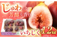 【先行受付】いちじく 約300g×4パック【田崎FARM】[OCU004] / いちじく 無花果 イチジク 長崎県産いちじく 川棚町産無花果 肉厚イチジク いちじく ふるーつ フルーツ 果物 くだもの いちじく