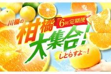 【6回定期便】川棚の柑橘大集合しとらすよ！（極早生みかん・原口早生みかん・スイートスプリング・紅まどか・ぶんたん・不知火） [OZZ016]