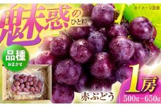 【先行予約/数量限定】＜8月下旬より発送開始＞農家さんおまかせ赤ぶどう 1房(約500g~650g)【五反田農園】 [OBW001] / ぶどう クイーンニーナ マイハート 人気ぶどう おまかせぶどう 赤ぶどう