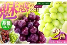 【先行予約/数量限定】＜8月下旬より発送開始＞農家さんおまかせ赤ぶどうとシャインマスカット 2種セット (約500g~650g)【五反田農園】[OBW002] / ぶどう おまかせぶどう 赤ぶどう 食べ比べ シャインマスカット 人気シャインマスカット 