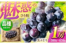 【先行予約/数量限定】＜8月下旬より発送開始＞農家さんおまかせ黒ぶどう　1房（500〜650g） 【五反田農園】[OBW003] / ぶどう 巨峰 BKシードレス 人気ぶどう おまかせぶどう 黒ぶどう