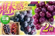 【先行予約/数量限定】＜8月下旬より発送開始＞農家さんおまかせ！赤ぶどうと黒ぶどう 2種セット（500〜650g）【五反田農園】[OBW005] / ぶどう おまかせぶどう 黒ぶどう 食べ比べぶどう 人気ぶどう