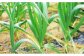 EA10 【全3回定期便】【栄養満点！】ニンニク卵黄【浅田峠自然塾】-6